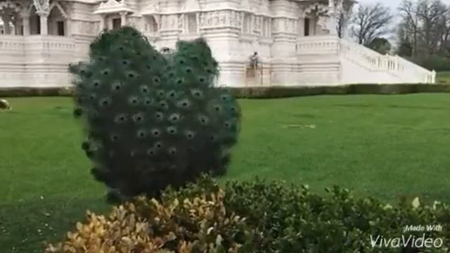 Самый красивый птицы в мир смотреть онлайн