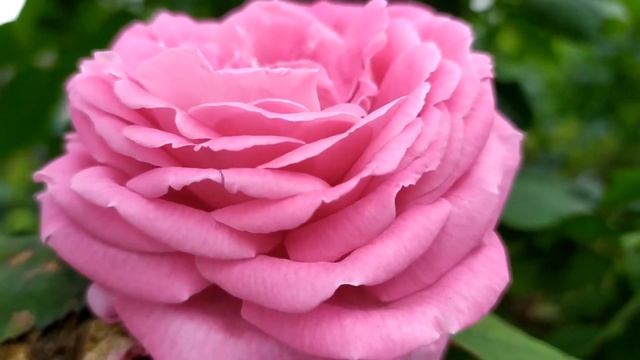 Кровавые цветы 313 серия русская озвучка | Баран не знает про план Джевахира смотреть онлайн