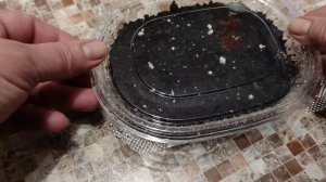 ПОСЕВ ПЕТУНИИ ПРОСТЫМ СПОСОБОМ.