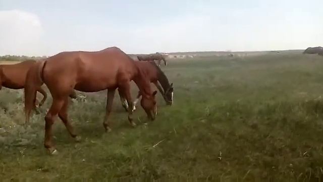 Буденновские жеребята 2022 года