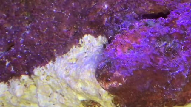Algae? смотреть онлайн