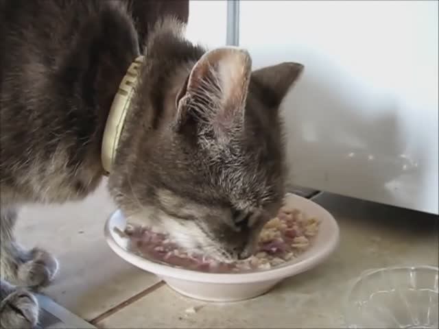 Красивая странствующая кошка нашла у нас приют смотреть онлайн