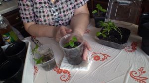 Пикировка перца