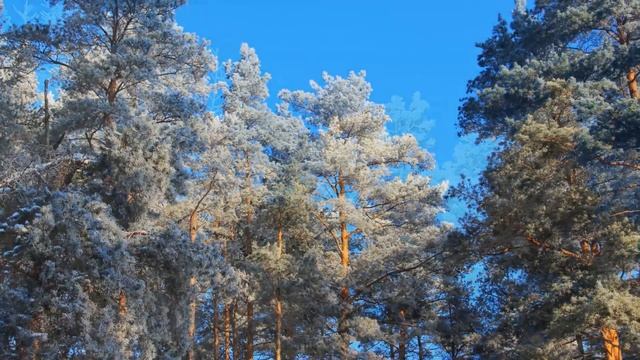 Природа вновь нас удивляет Февраль 2019г смотреть онлайн