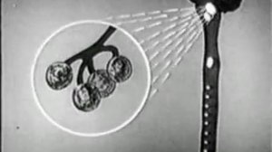 Научфильм. Серия Физиология. Внешнее дыхание