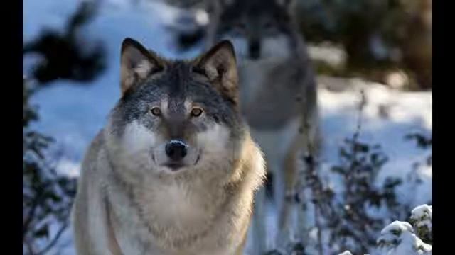 Ашалеть вот это лезгинка!🤯 #ORIGINALMUSIC смотреть онлайн