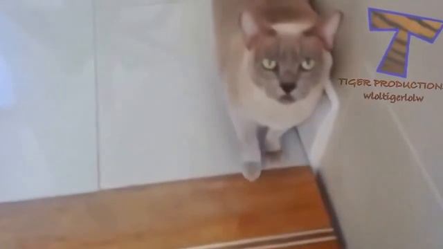 Самые милые кошки Смешные котята Няшки 2014 смотреть онлайн