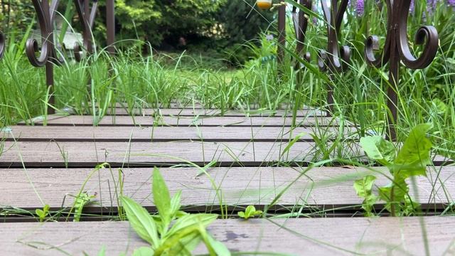 Мостик ( Живая Природа ) смотреть онлайн