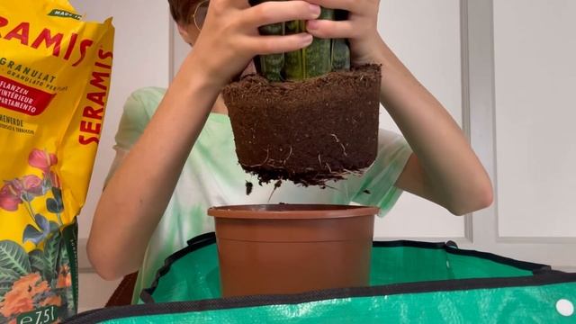 МОЯ ПЕРВАЯ САНСЕВИЕРИЯ🪴