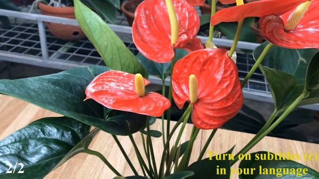 I Pour 1 Cap! Suddenly Anthuriums Grew Rapidly And Bloomed 500 Times смотреть онлайн