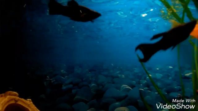 •| Мой аквариум #5|Всего лишь 3 рыбки! смотреть онлайн