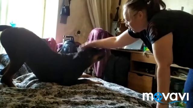 Ротвейлер Тася )))) банный день чистим уши а Тасе не очень нравится смотреть онлайн