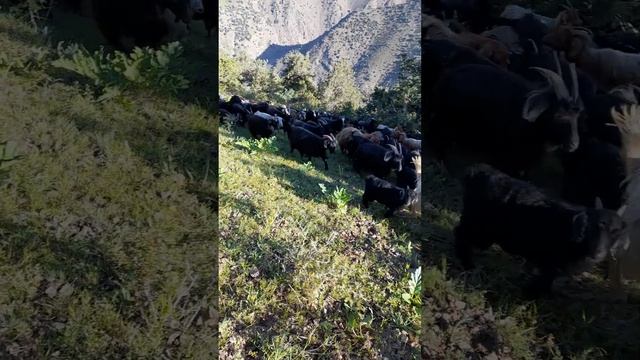 Mountain Tajikistan (Penjikent) Настоящий природа Таджикистан который хочешь смотреть без конечно