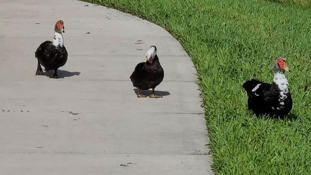 Two month old Muscovy duckling and family смотреть онлайн