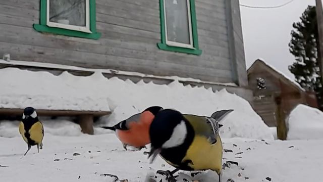 Поставила скрытно телефон. Целая стая птиц ☺👍 смотреть онлайн