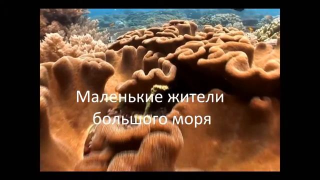 Бианковские чтения 6 смотреть онлайн