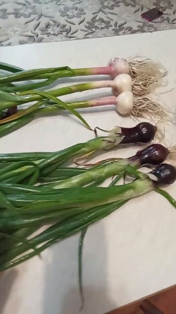 Первый урожай лука, чеснока и перца болгарского. смотреть онлайн