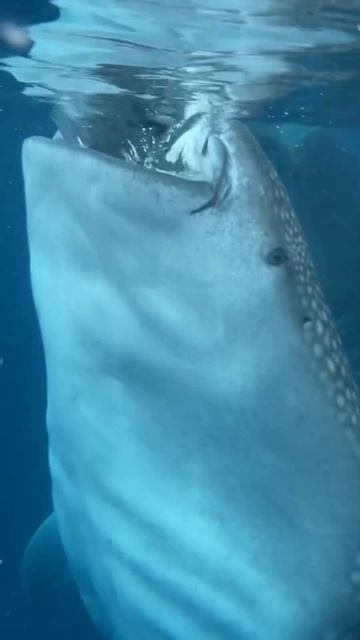 Why I hate writing assembly | #computerscience #programmerhumor смотреть онлайн