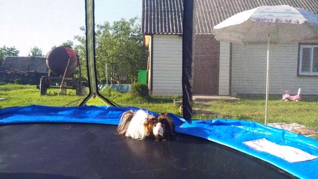 Морские свинки на батуте. Guinea pigs on a trampoline. смотреть онлайн