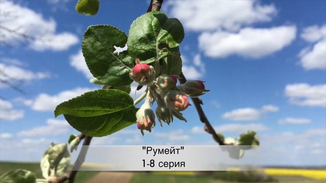 РУММЕЙТ 1,2,3,4,5,6,7,8 серия 2020 РУССКИЙ СЕРИАЛ. АНОНС и ДАТА ВЫХОДА смотреть онлайн