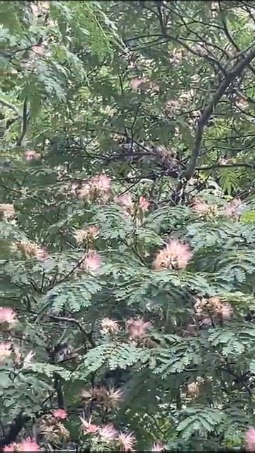 Pink mimosa flowers#shorts смотреть онлайн