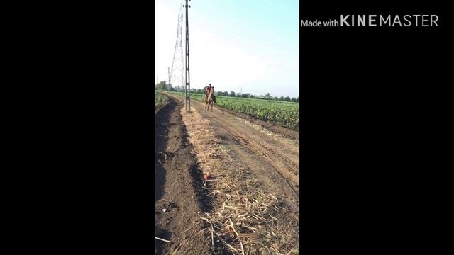 Surat horse Abrar samma смотреть онлайн