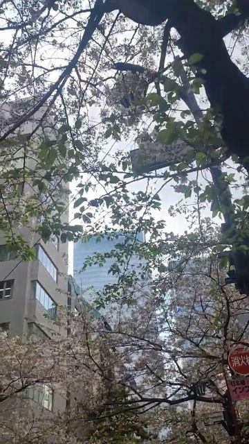 Sakura blossom. Tokyo. Nihonbashi. смотреть онлайн