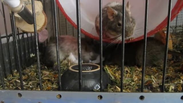 Урса Угляша Одуванчик и салфетка смотреть онлайн