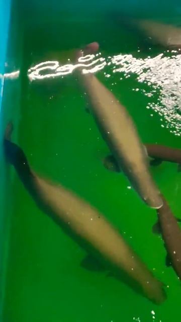 Arapaima #shorts #short #shortsvideo #shortsvideos #shortsyoutube #shortsbeta #shorts #shorts_ смотреть онлайн