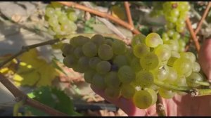 Виноград Бианка