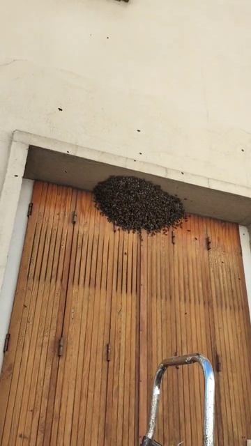 #abeilles #reine #rouche #abejas# panal # reina # Moulins смотреть онлайн