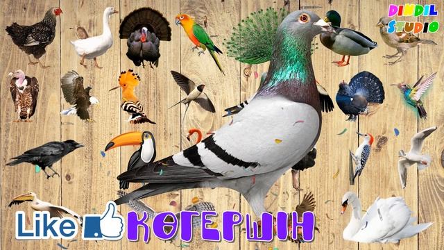 Құстар | Птицы | Birds смотреть онлайн
