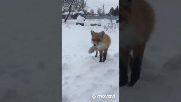 Дикая лиса. Цуцик. Знакомимся