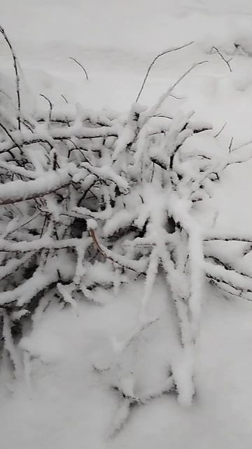 #живаяприрода #природа #зима смотреть онлайн