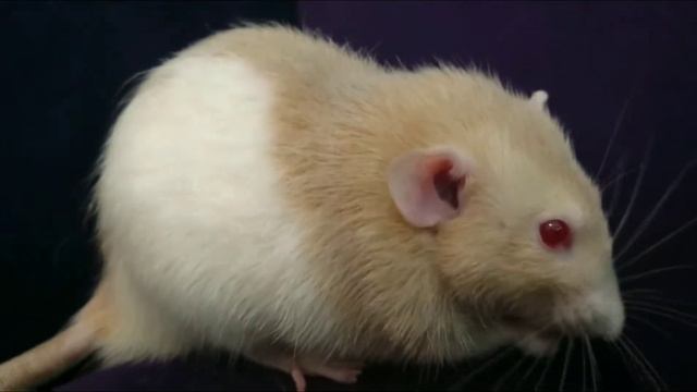 НАШИ КОШКА И КРЫСА ( Дети и животные в доме) развлечения Кукуруза и кошка смотреть онлайн