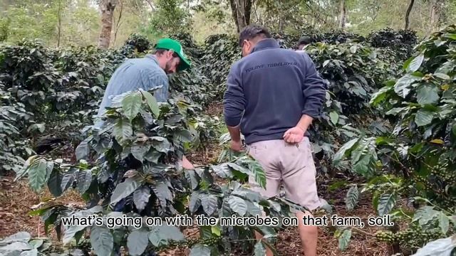 Understanding Specialty Coffee Labels Series: 3. Variety смотреть онлайн