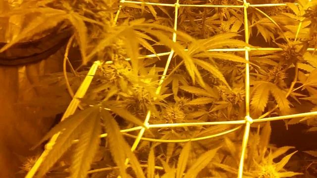 Day 36: Tangerine Dream, Critical and Kanga смотреть онлайн