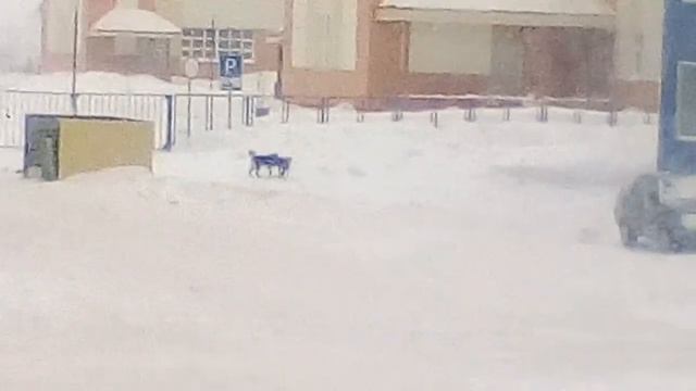 Прикол про собак!Под песню#Всякая Ерунда смотреть онлайн