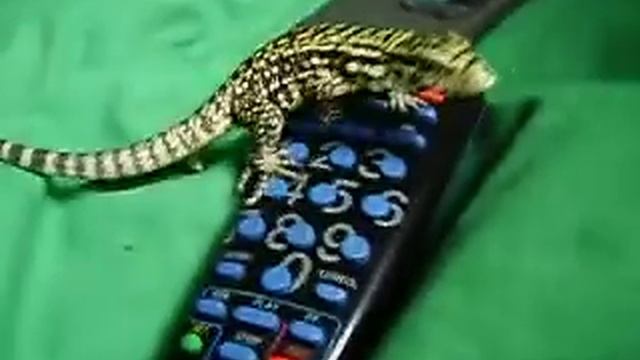 Orang-Utan Klaus смотреть онлайн