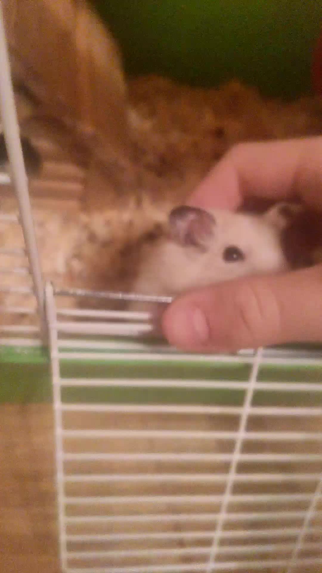 хомяк смотреть онлайн