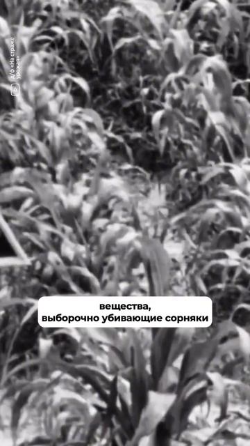 Аральское море «отравили» химикатами #ссср #история #shorts смотреть онлайн