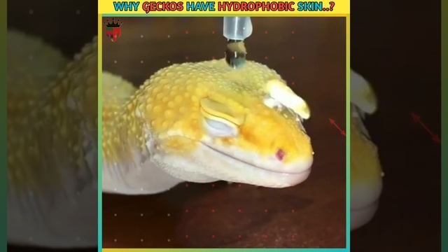 🤔😱Why Geckos Have Hydrophobic Skin..? #shorts #viral #gecko #water #skin @AslamFacts смотреть онлайн