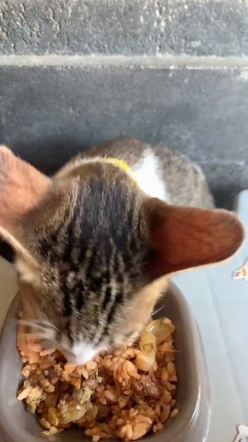 Mickey makan nasi goreng смотреть онлайн