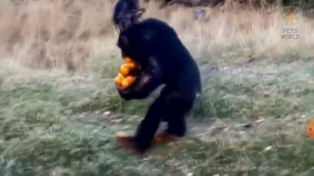 смешное видео о зверях от языка Пламени смотреть онлайн