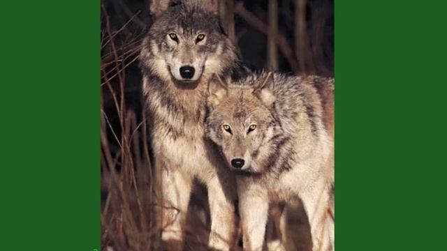 RCRW Caribou Education Presentation Video for primary students. смотреть онлайн