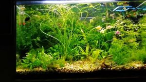 Аквариум 150л. куча рыб/ Aquarium 150L. a bunch of fish