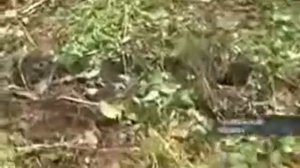 Снежный человек..