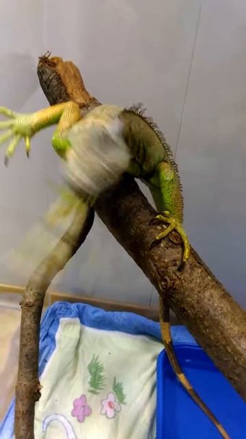 Зеленая игуана ест листья одуванчика смотреть онлайн