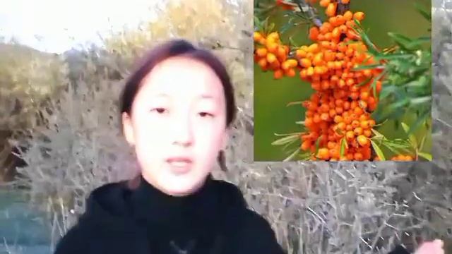 минута для будущего. наминация "живая природа" тема " Уничтожение облепихи" смотреть онлайн