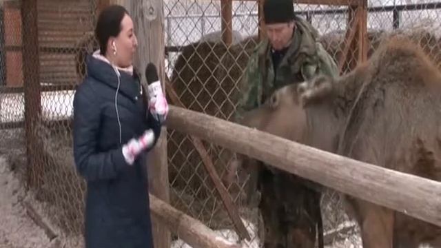 На страусином ранчо в Барнауле появились новые обитатели. Прямое включение смотреть онлайн